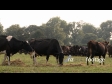 Cows Grazing 2 470